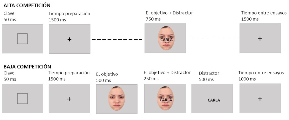 Figura 1. Paradigma experimental con claves anticipatorias (un cuadrado) y diferentes presentaciones del estímulo objetivo (e. objetivo). La tarea consiste en indicar el sexo del estímulo objetivo. En ambas condiciones de competición se presenta una clave (el cuadrado) que indica a qué estímulo debe responder el participante, lo que favorece el control proactivo. En la condición de alta competición, el objetivo y el distractor aparecen simultáneamente; cuando difieren en sexo, aumenta la interferencia y se requiere un mayor control reactivo. En cambio, en la condición de baja competición, el objetivo se presenta inicialmente en solitario, sin interferencia, lo que reduce la demanda de control reactivo. Se espera que, en la condición de alta competición, la precisión disminuya y los tiempos de reacción sean mayores, debido al incremento en interferencia (adaptado de Aguado-López et al., 2024).