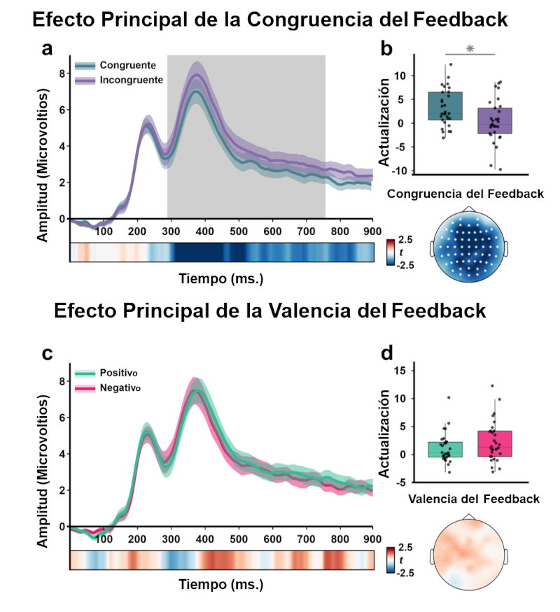 Figura 1. La congruencia del feedback, no su valencia, determina cómo las personas actualizan las creencias sobre sí mismas. a) Respuestas cerebrales (EEG) al feedback autorreferencial que coincidía con las autopercepciones previas de los participantes (congruente) o las contradecía (incongruente). Las curvas muestran el voltaje promedio del EEG, una medida de la actividad eléctrica cerebral promediada entre ensayos y electrodos. Las mayores diferencias de voltaje reflejan reacciones neuronales más intensas al feedback. El feedback incongruente generó una respuesta más intensa y sostenida entre aproximadamente 300 y 750 ms, lo que indica que el cerebro detecta rápidamente cuando la nueva información no encaja con el autoconcepto existente. b) Las puntuaciones de actualización representan cuánto modificaron los participantes sus autoevaluaciones después de recibir cada tipo de feedback. Los valores más altos reflejan una mayor revisión de las creencias. Los participantes actualizaron sus autopercepciones en mayor medida cuando el feedback era congruente que cuando era incongruente. c) Respuestas neuronales al feedback positivo frente al negativo (valencia). A diferencia de la congruencia, la valencia no produjo diferencias observables en el voltaje medio del EEG. d) Las puntuaciones de actualización no difirieron significativamente entre el feedback positivo y negativo, lo que refuerza que el factor clave que impulsa la revisión de creencias no es si el feedback es “positivo” o “negativo”, sino si se alinea con las autopercepciones existentes. (cc) García-Arch et al. (2024).