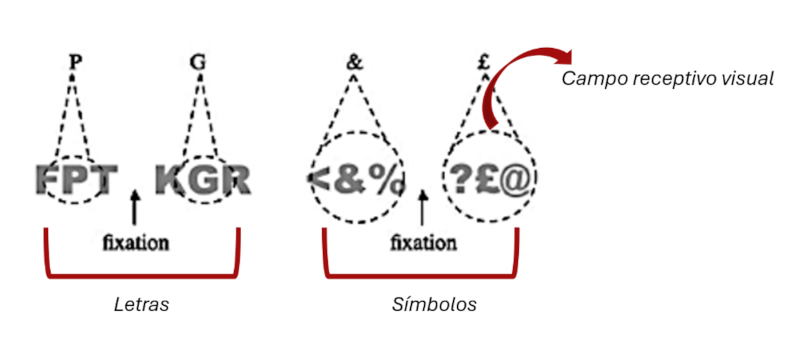 Figura 2. Campos receptivos adaptados en tamaño para letras (izquierda) frente a símbolos (derecha; Extraída de Grainger et al., 2010, a partir de Tydgat y Grainger, 2009). Las letras adyacentes quedan fuera del campo receptivo visual de la letra objetivo –la central–. Los símbolos adyacentes quedan capturados por el campo receptivo del símbolo central, lo que causa una mayor interferencia perceptiva en su reconocimiento.