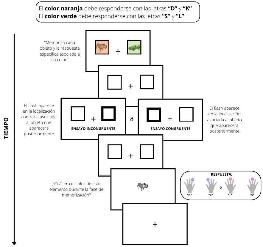 Figura 1. Secuencia de eventos en un ensayo de la tarea. En primer lugar, los participantes memorizaban dos estímulos, cada uno con un color y una respuesta asociada. Una vez memorizados, un flash aparecía aleatoriamente en la posición derecha o izquierda, indicando el elemento que iba a aparecer posteriormente o el contrario (ensayos congruentes frente a incongruentes, respectivamente). Esta señal era irrelevante para la tarea y las participantes debían ignorarla. Finalmente, se presentaba uno de los estímulos en el centro en blanco y negro, y las participantes debían ejecutar la respuesta vinculada al color que habían memorizado previamente.