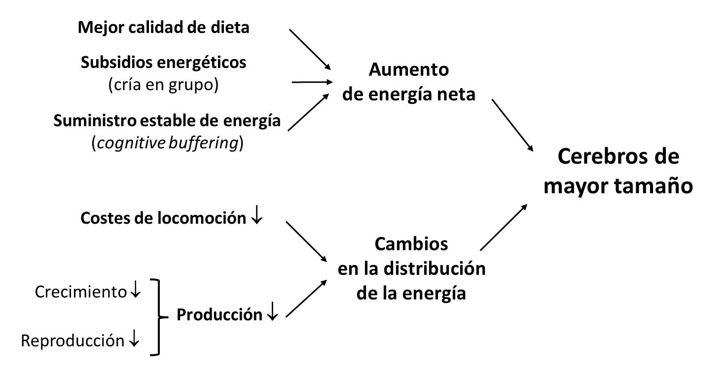 El coste del cerebro humano | Ciencia Cognitiva