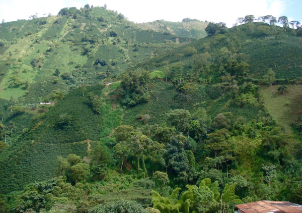 Paisaje cafetero en Betulia, Antioquia- Colombia.  (cc) Lina Moros.