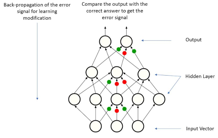 Figure 1.- Schematic figure of an artificial neural network. During an image classification training, the model is presented with an image (input), from which it creates an input vector. After propagating the information through the network, it finally produces an output in the form of a vector of scores, which identifies the categories of objects that we want it to recognize. Initially, the network sorts randomly. For the network to learn, it is necessary to compute the degree of error (or distance) between the network output and the correct pattern of scores. The model then uses a backpropagation algorithm to adjust the weights of the connections between the nodes, so that the error is reduced during training.