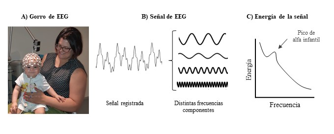 Figura 1.- La actividad eléctrica del cerebro se mide con un gorro de electrodos (A). En bebés, cada electrodo contiene una esponja humedecida que transmite las variaciones en la actividad eléctrica de las neuronas. Esta actividad tiene la apariencia de una onda que oscila a lo largo del tiempo (B). La onda registrada es en realidad la sumatoria de diferentes ondas de distinta frecuencia, pues las neuronas se activan y desactivan a diferentes ritmos. A través de un análisis de Fourier es posible descomponer la onda original en sus ondas componentes, cada una con distinta frecuencia y energía. En general, la energía disminuye cuanto mayor es la frecuencia (C). Sin embargo, entre los 6 y 9 Hz en bebés aparece un pico que rompe esta ley. A ese rango, se le denomina alfa infantil. Es una actividad que aparece alrededor de los 3 meses y su frecuencia y energía aumenta con la edad.