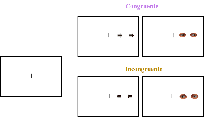 Figura 1.- Paradigma de interferencia espacial. Cada ensayo comienza con la aparición en la pantalla de un ordenador de un punto de fijación central donde la persona debe dirigir su mirada. A continuación, aparecerán, a la derecha o a la izquierda, unos ojos o unas flechas. La persona debe responder a qué dirección señalan las flechas o miran los ojos. El ensayo será congruente cuando el lugar de aparición coincida con la dirección señalada (unas flechas que aparecen a la derecha apuntando a la derecha) e incongruente cuando no coincidan (unas flechas que aparecen a la derecha, pero apuntan la izquierda). 